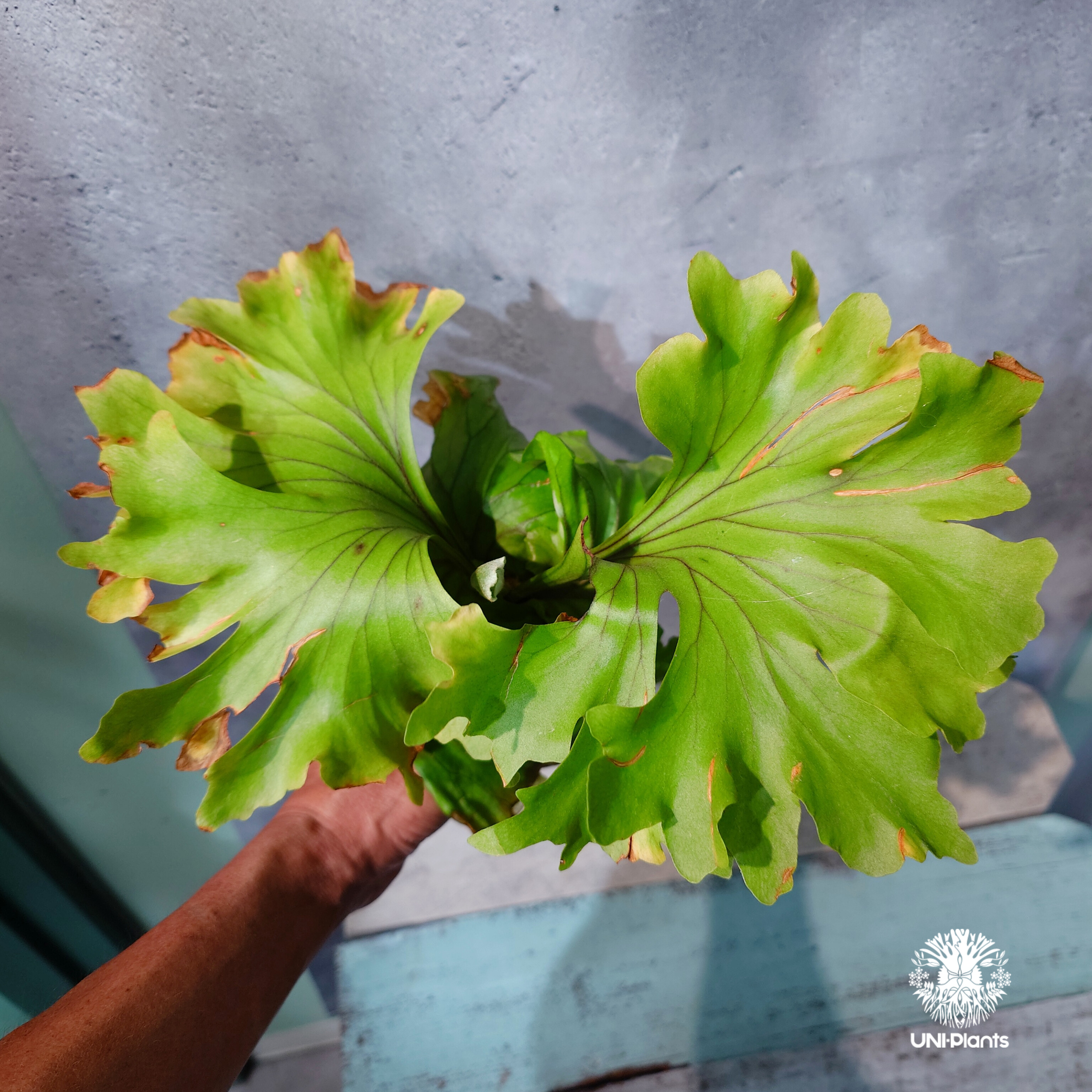 タイ直輸入・現地選抜】Platycerium ridleyi ' Monkey King '