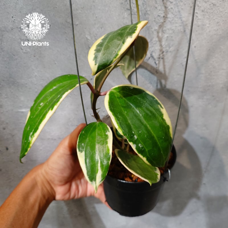 タイ直輸入・ホヤ植物 希少】Hoya latifolia 'Albomarginata' (
