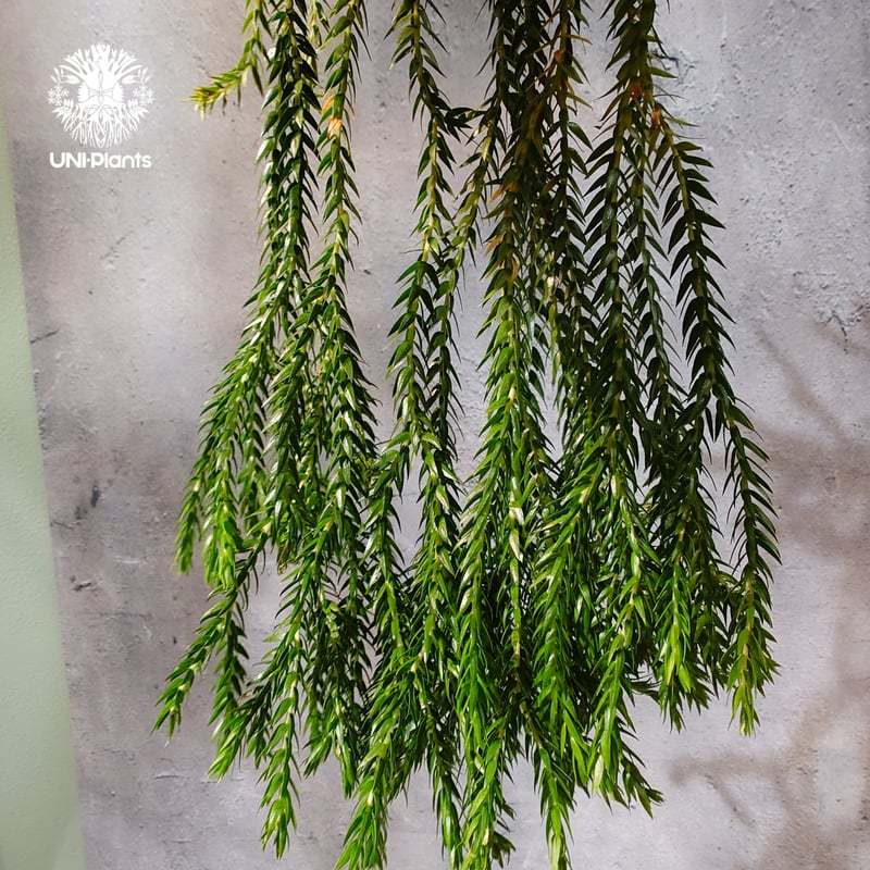 フペルジア　カリナータ　huperzia carinata タイ直輸入・現地選抜】Huperzia carinata dwarf｜フペルジア