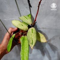 【タイ直輸入・希少】Hoya 'Crocodile' ｜ホヤ クロコダイル｜希少種｜ホヤ植物｜つる性植物