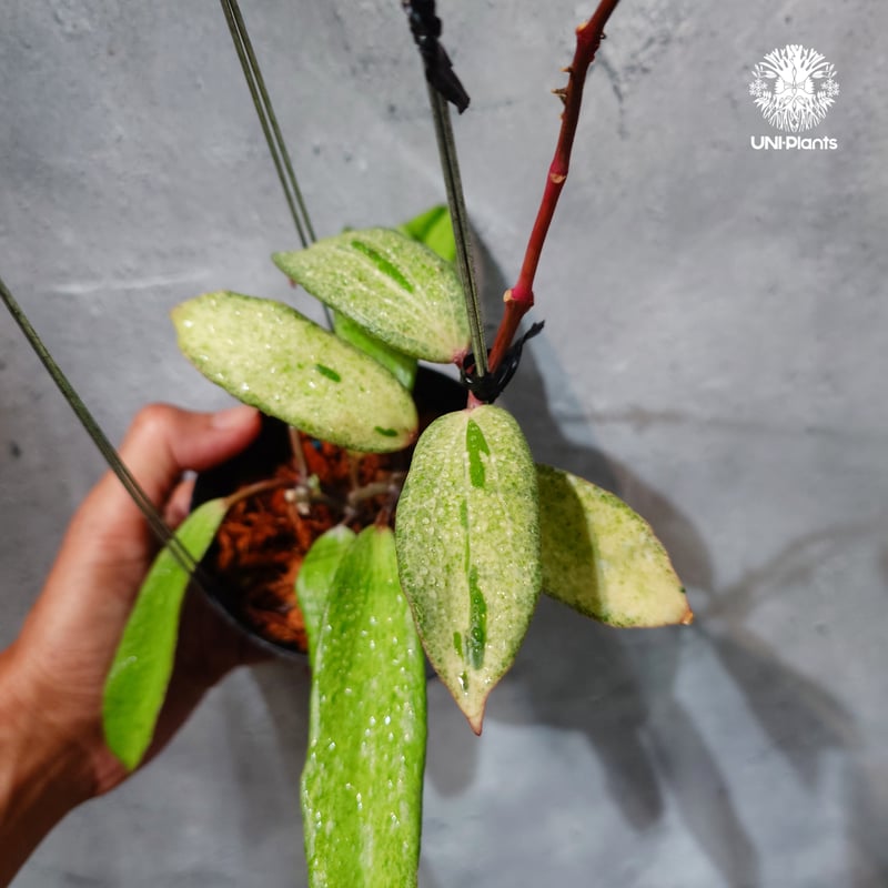 タイ直輸入・希少】Hoya 'Crocodile' ｜ホヤ クロコダイル｜希少種