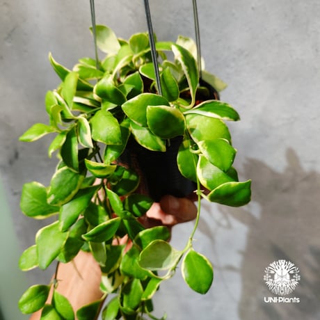 【タイ直輸入・ホヤ植物 希少】Hoya heuschkeliana 'Albomarginata '｜ホヤ ヘウスケリアナ アルボマルギナータ｜希少種｜斑入りホヤ植物｜レアなホヤ植物