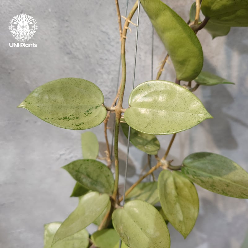 タイ直輸入・ホヤ植物 希少】Hoya parasitica 'Heart Leaves Si
