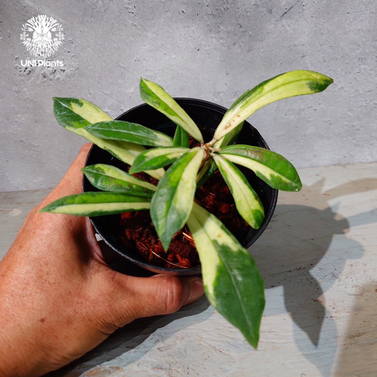 タイ直輸入・ホヤ植物 希少】Hoya Rigidifolia variegated｜ホヤ リ