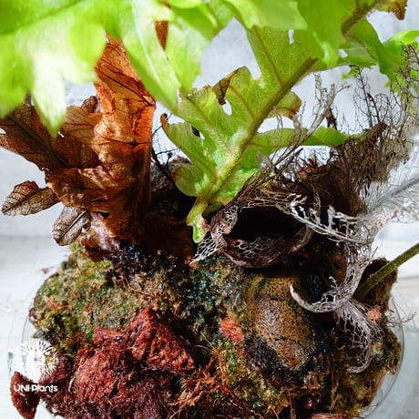 【タイ直輸入・現地選抜】Drynaria rigidula var ' Whitei '｜ドリナリア リギデュラ 'ホワイティ'｜ドリナリア｜Drynaria｜着生シダ植物