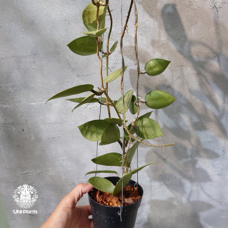 ホヤ パラシティカ ハートリーブス シルバー タイ直輸入・ホヤ植物 希少】Hoya parasitica 'Heart Leaves Si