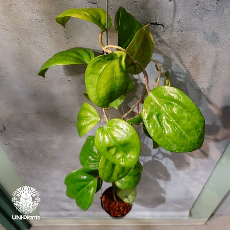 希少なホヤ植物 | STORES