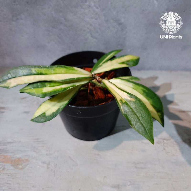 タイ直輸入・ホヤ植物 希少】Hoya Rigidifolia variegated｜ホヤ リ