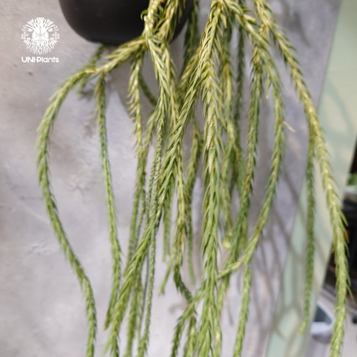 タイ直輸入・現地選抜】Huperzia carinata 'Blue'｜フペルジア カリナー