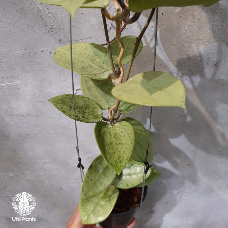 タイ直輸入・ホヤ植物 希少】Hoya parasitica 'Heart Leaves Si