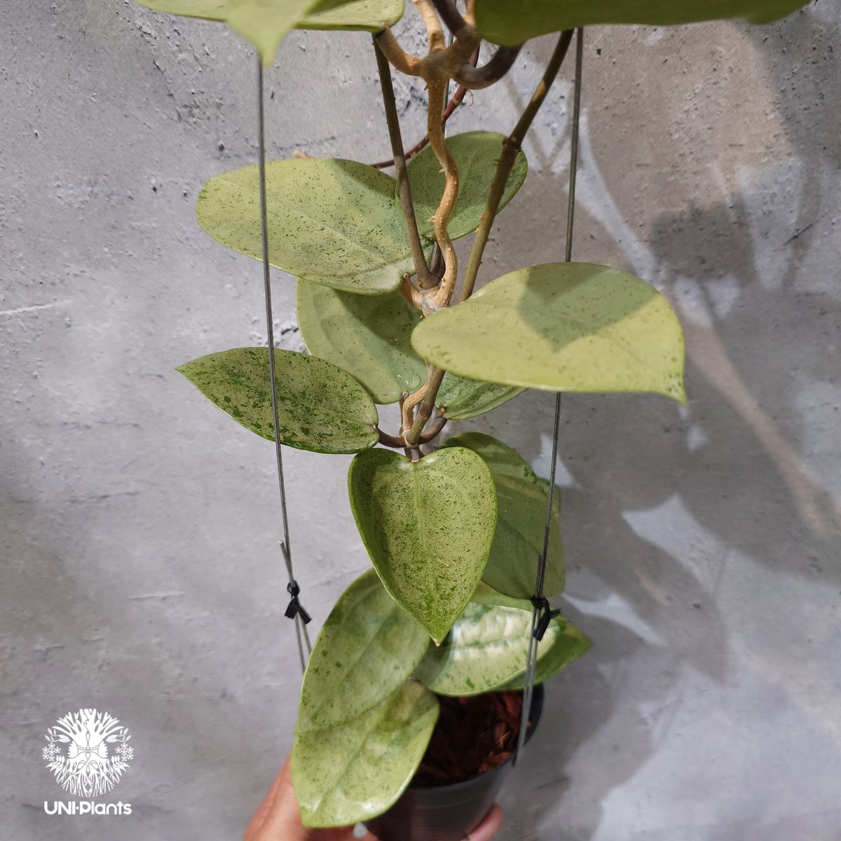 タイ直輸入・ホヤ植物 希少】Hoya parasitica 'Heart Leaves Si