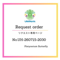 【 Request order専用ページ  】ご予約No.UH-260715-2030 / Platycerium Butterfly / ビカクシダ バタフライ