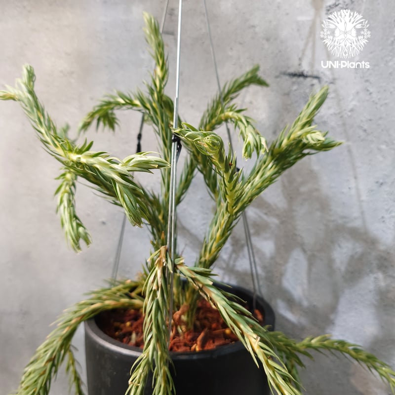 タイ直輸入・現地選抜】Huperzia carinata 'Blue'｜フペルジア カリナー