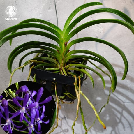CATEGORY 着生ラン (Orchid) | UNI-Plants ビカクシダ、ホヤ植物、