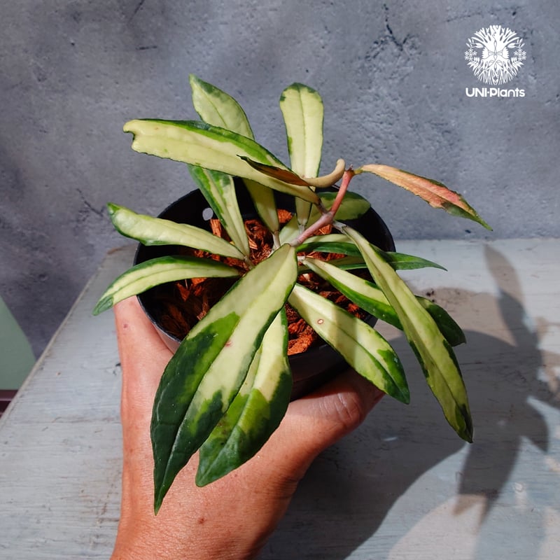 タイ直輸入・ホヤ植物 希少】Hoya Rigidifolia variegated｜ホヤ リ