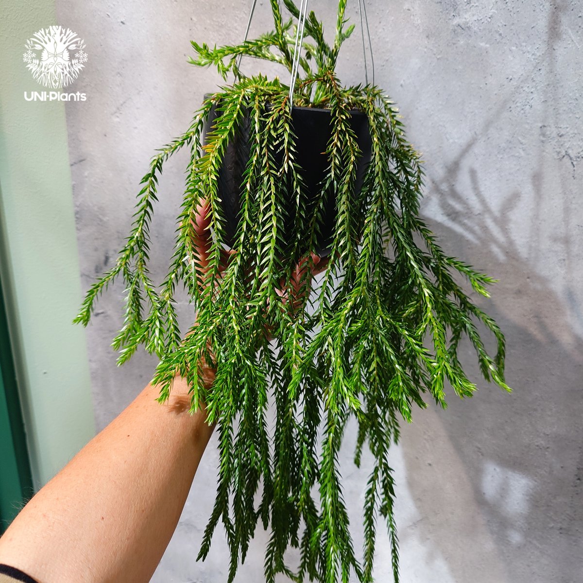 タイ直輸入・現地選抜】Huperzia carinata dwarf｜フペルジア