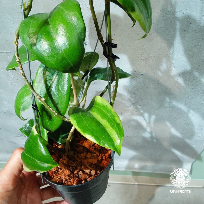 タイ直輸入・ホヤ植物 希少】Hoya Little plu｜ホヤ 'リトル・プル