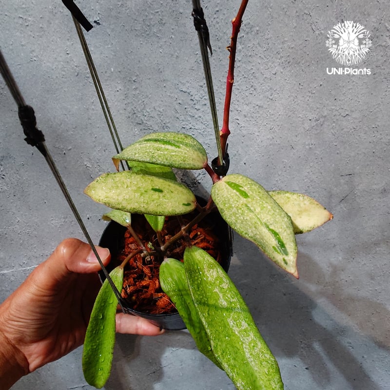 タイ直輸入・希少】Hoya 'Crocodile' ｜ホヤ クロコダイル｜希少種