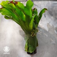 【タイ直輸入・現地選抜】Platycerium wandae ｜ビカクシダ ワンダエ｜ビカクシダ原種｜Platycerium｜