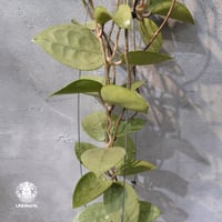 【タイ直輸入・ホヤ植物 希少】Hoya parasitica 'Heart Leaves Silver' ｜ホヤ・パラシティカ ハートリーブス シルバー｜希少種｜ホヤ植物｜つる性植物｜レアなホヤ植物