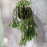 【タイ直輸入・現地選抜】Huperzia carinata dwarf｜フペルジア カリナータ ドワーフ｜フペルジア｜Huperzia｜着生シダ植物