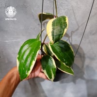 【タイ直輸入・ホヤ植物 希少】Hoya latifolia 'Albomarginata' (Round Leaves)｜ホヤ ラティフォリア アルボマルギナータ ｜希少種｜ホヤ植物｜レアなホヤ植物
