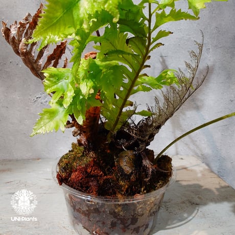 【タイ直輸入・現地選抜】Drynaria rigidula var ' Whitei '｜ドリナリア リギデュラ 'ホワイティ'｜ドリナリア｜Drynaria｜着生シダ植物