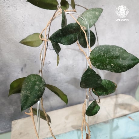 【タイ直輸入・ホヤ植物】Hoya Caudata｜ホヤ カウダータ｜Hoya plants｜ホヤ植物｜ホヤの花｜つる性植物