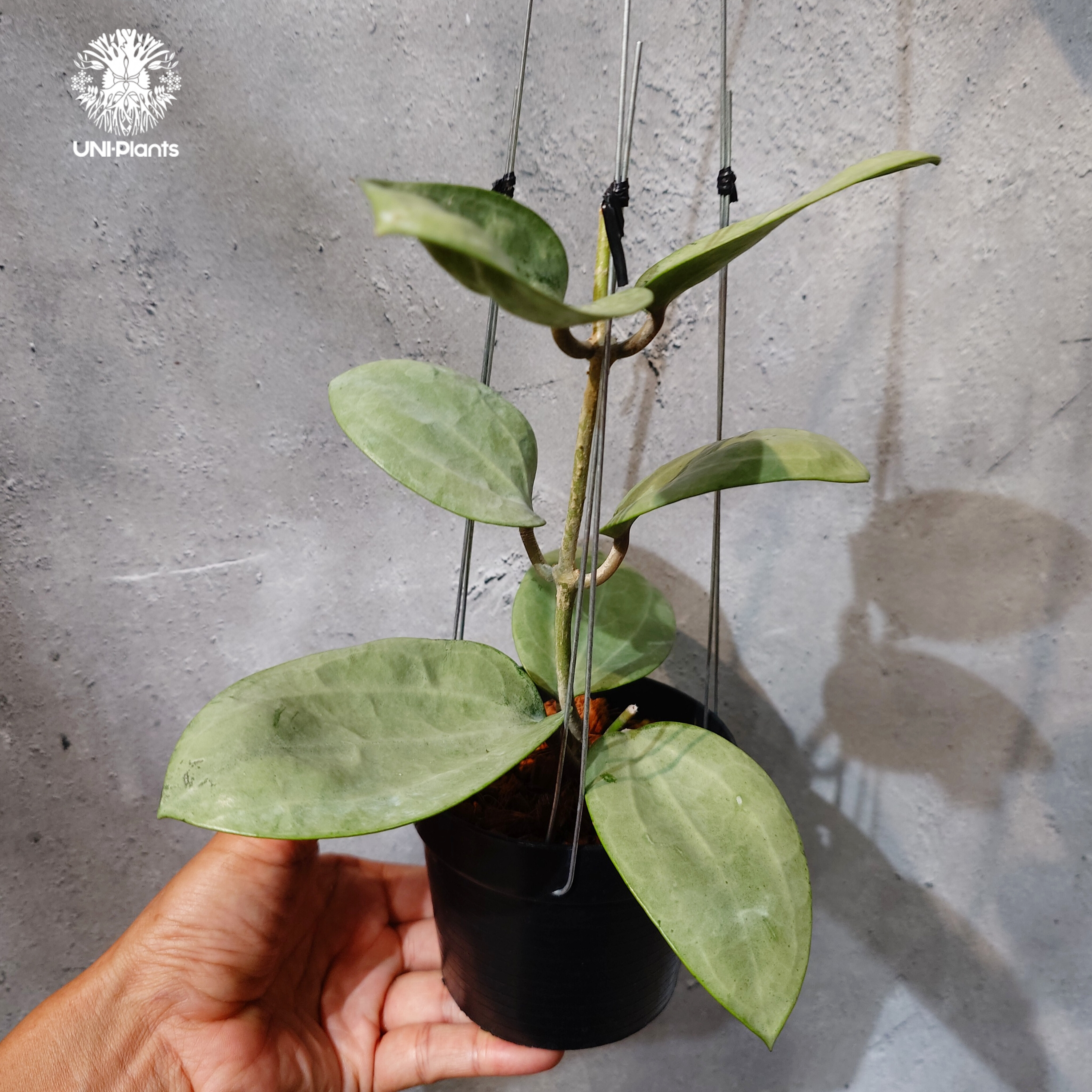 訳ありセール　レア　ホヤ　Hoya latifolia silver サクララン タイ直輸入・ホヤ植物 希少】Hoya Latifolia silver｜ホヤ ラティ