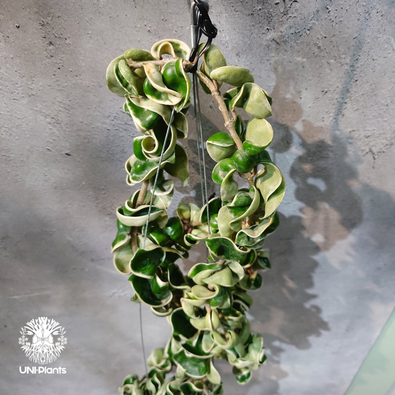 レア　ホヤ　Hoya lncurvula albomarginataサクララン タイ直輸入・ホヤ植物 希少】Hoya Compacta Albomarginata long