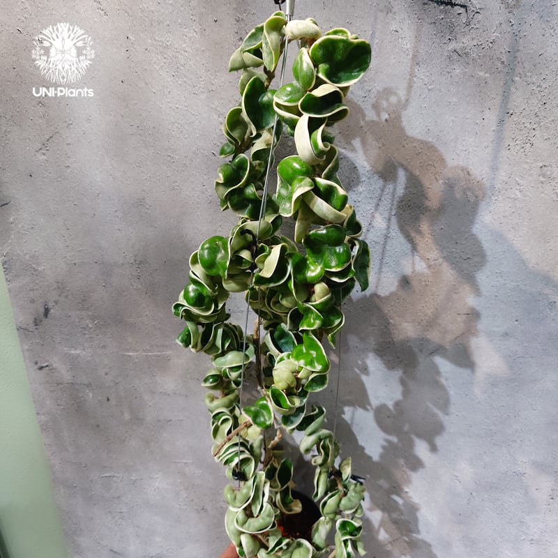 タイ直輸入・ホヤ植物 希少】Hoya Compacta Albomarginata long