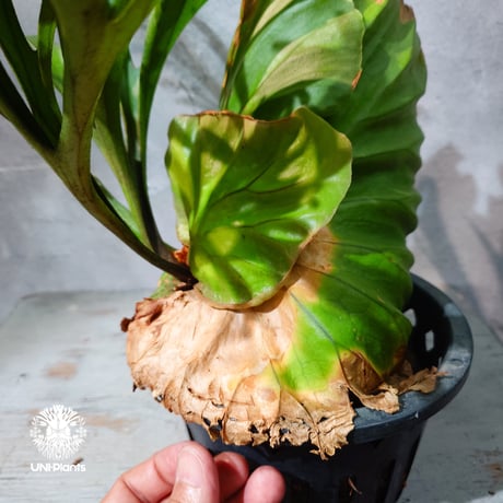 【タイ直輸入・現地選抜】Platycerium Kitshakood 'king'｜ビカクシダ キッチャクード 'キング '｜ビカクシダハイブリッド｜Platycerium｜ビカクシダ