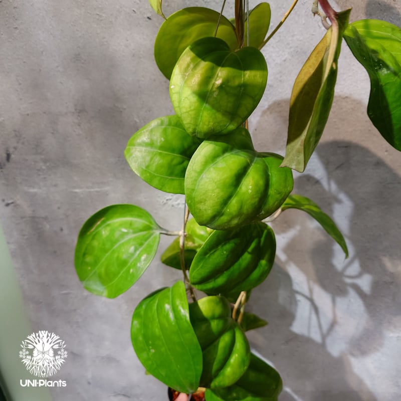 タイ直輸入・ホヤ植物 希少】Hoya Sarawak pink｜ホヤ サラワック