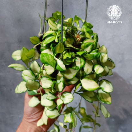 CATEGORY ホヤ植物 (Hoya) | UNI-Plants ビカクシダ、ホヤ植物、着生