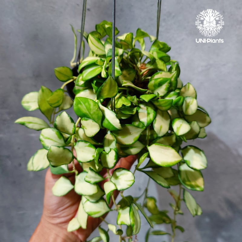 タイ直輸入・ホヤ植物 希少】Hoya Heuschkeliana variegata｜ホヤ