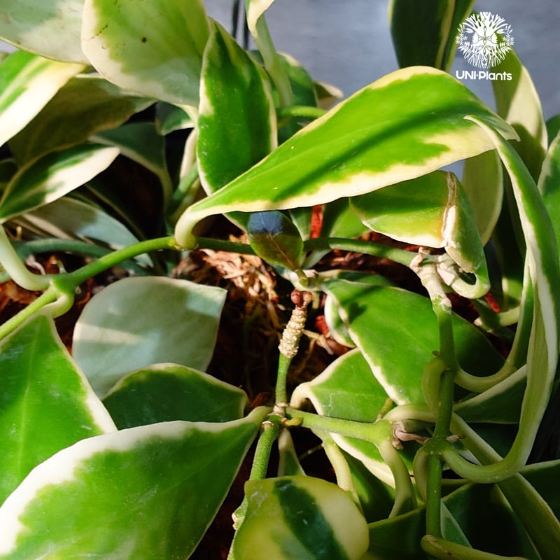 タイ直輸入・ホヤ植物 希少】Hoya heuschkeliana 'Albomarginat