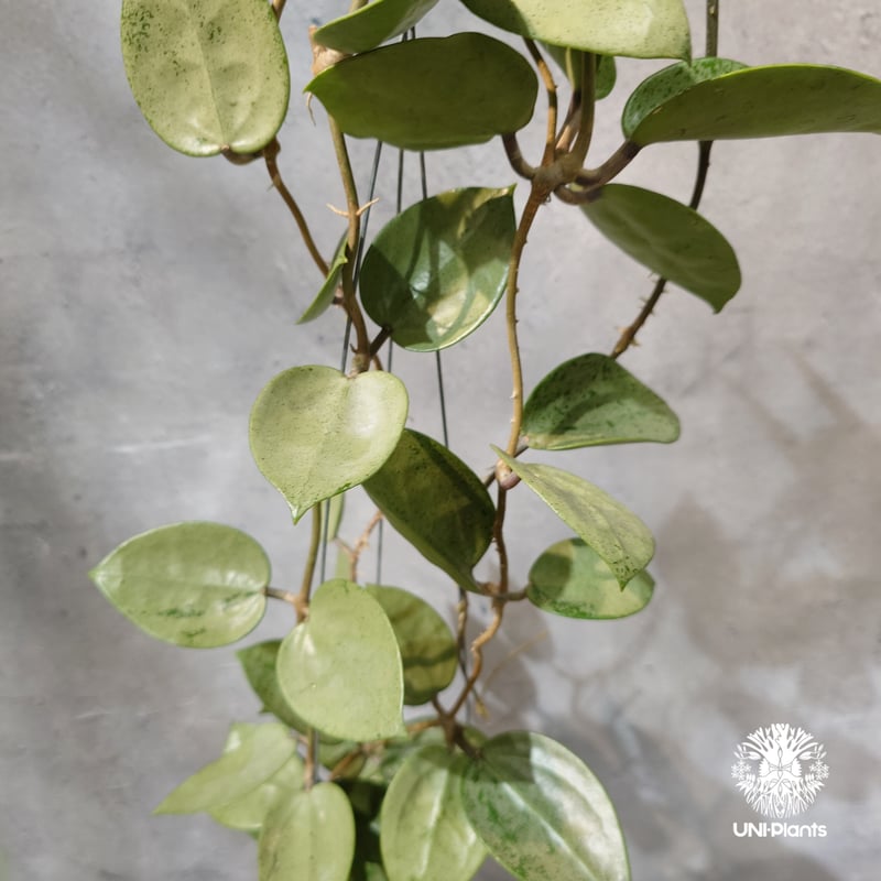 専用　Hoya ホヤ タイ直輸入・ホヤ植物 希少】Hoya parasitica 'Heart Leaves Si