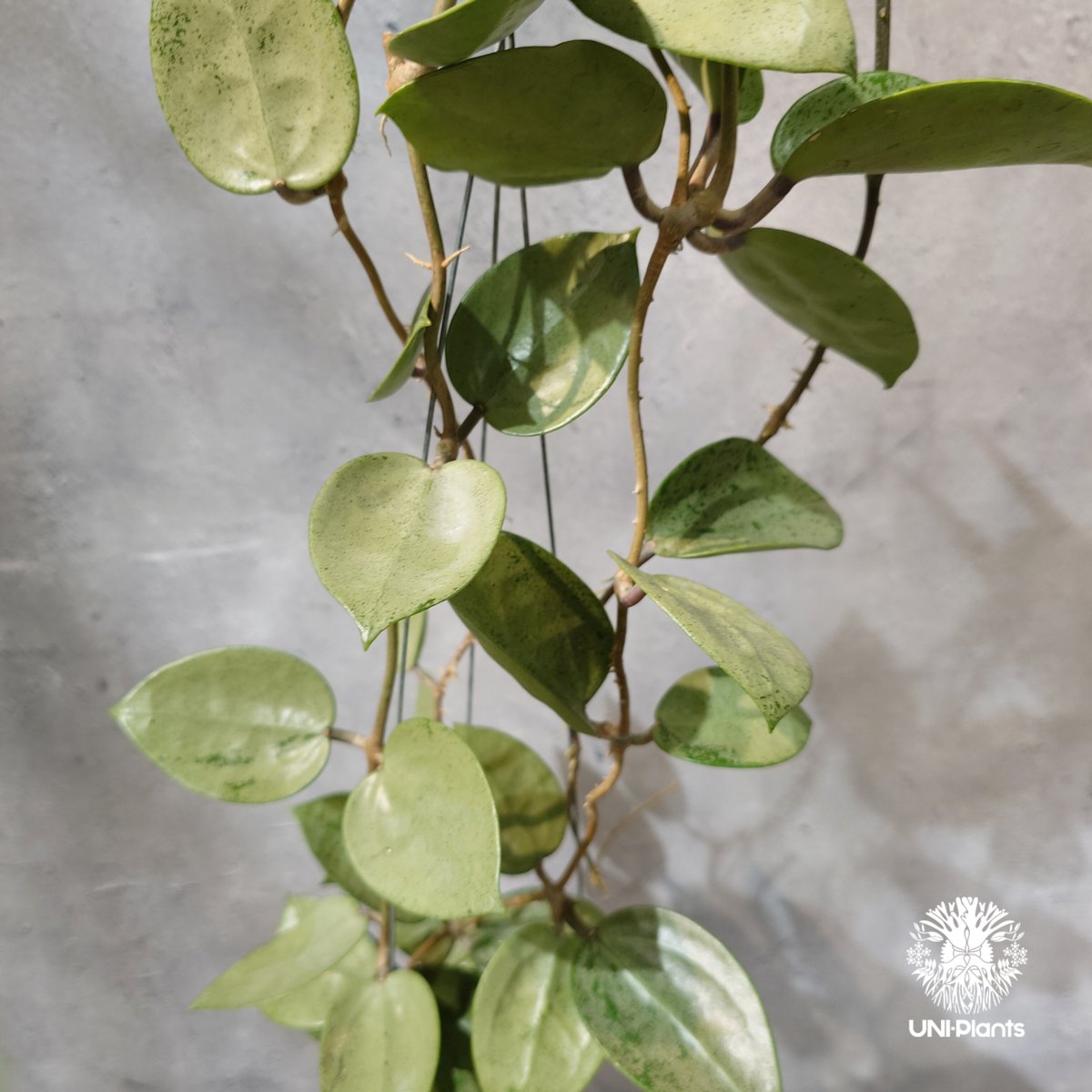 タイ直輸入・ホヤ植物 希少】Hoya parasitica 'Heart Leaves Si
