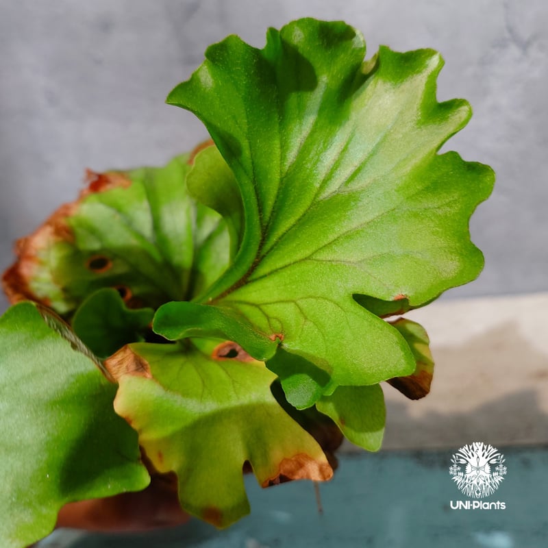 タイ直輸入・現地選抜】Platycerium ridleyi ' Monkey King '