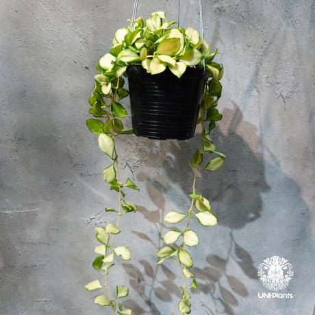 【タイ直輸入・ホヤ植物 希少】Hoya Heuschkeliana variegata｜ホヤ ヘウスケリアナ バリエガータ｜希少種｜斑入りホヤ植物｜レアなホヤ植物