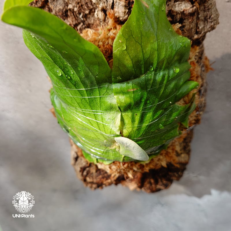 国内繁殖株・一点物】Platycerium Neptune｜ビカクシダ ネプチューン