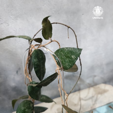 【タイ直輸入・ホヤ植物】Hoya Caudata｜ホヤ カウダータ｜Hoya plants｜ホヤ植物｜ホヤの花｜つる性植物