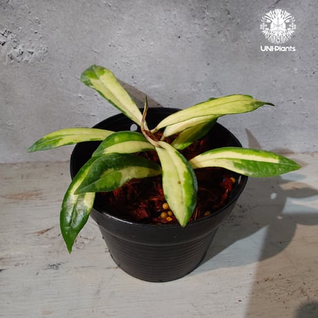 CATEGORY ホヤ植物 (Hoya) | UNI-Plants ビカクシダ、ホヤ植物、着生