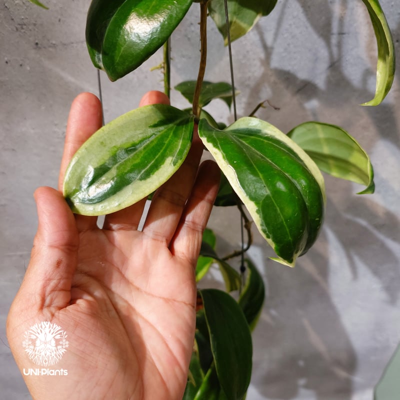 タイ直輸入・ホヤ植物 希少】Hoya Little plu｜ホヤ 'リトル・プル