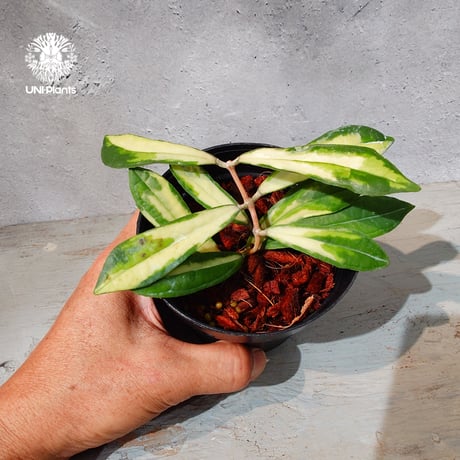 希少なホヤ植物 | STORES