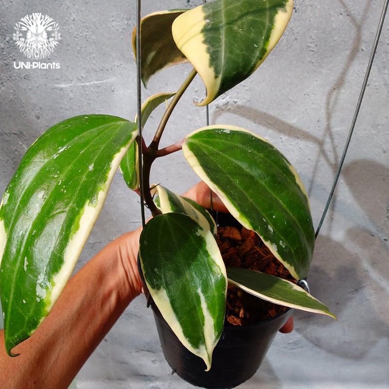 タイ直輸入・ホヤ植物 希少】Hoya latifolia 'Albomarginata' (