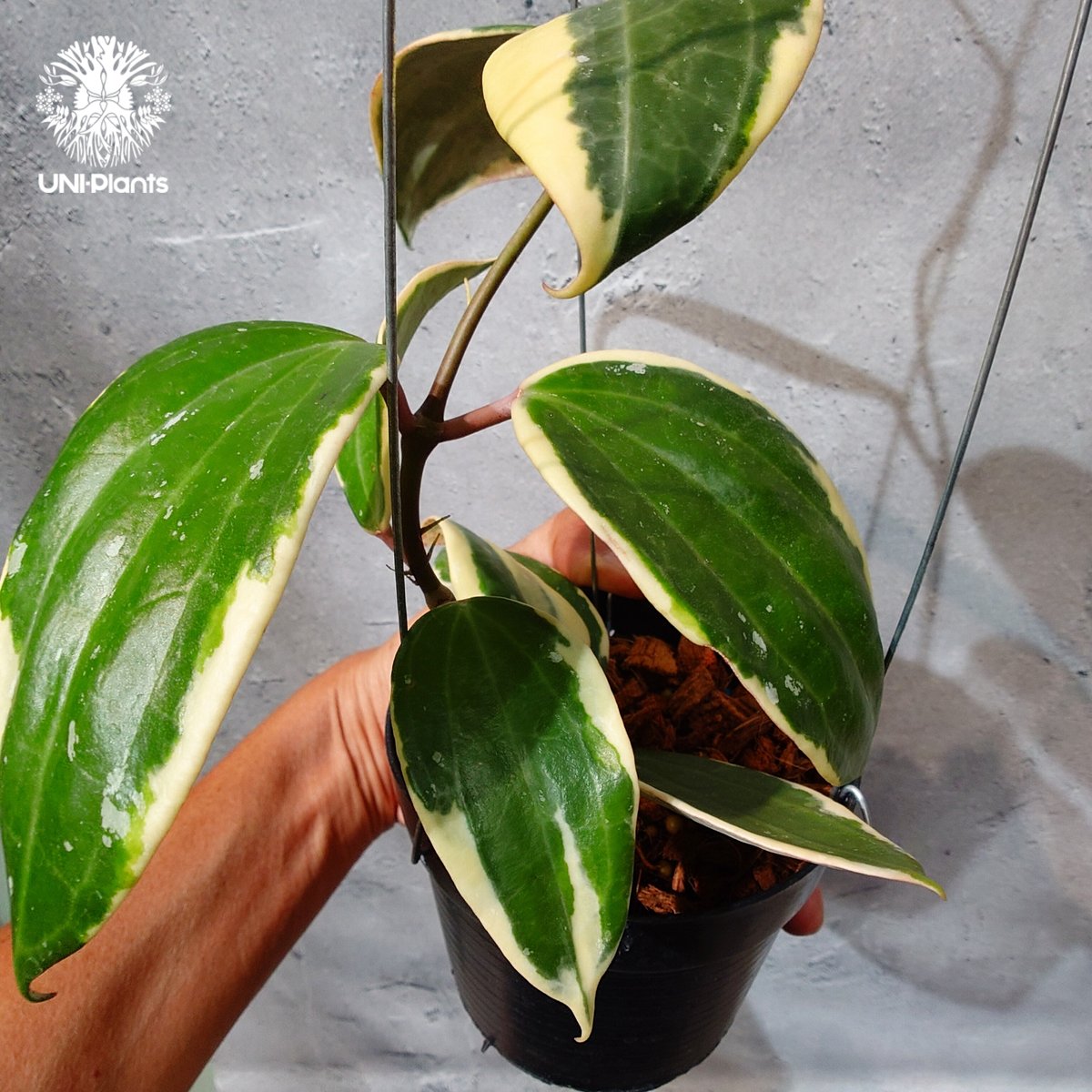 タイ直輸入・ホヤ植物 希少】Hoya latifolia 'Albomarginata' (