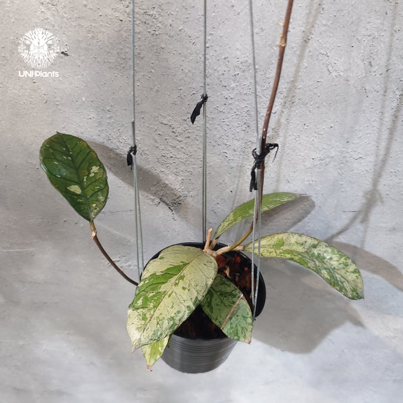 タイ直輸入・ホヤ植物 希少】Hoya Gunung gading ghost｜ホヤ グヌン