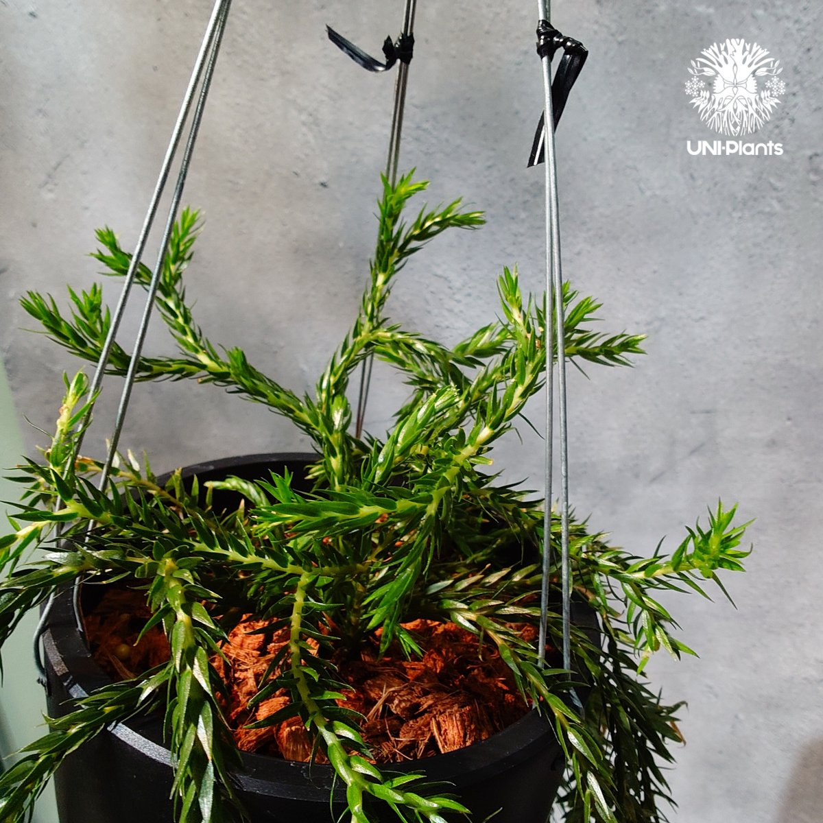 フペルジア　カリナータ　huperzia carinata タイ直輸入・現地選抜】Huperzia carinata dwarf｜フペルジア
