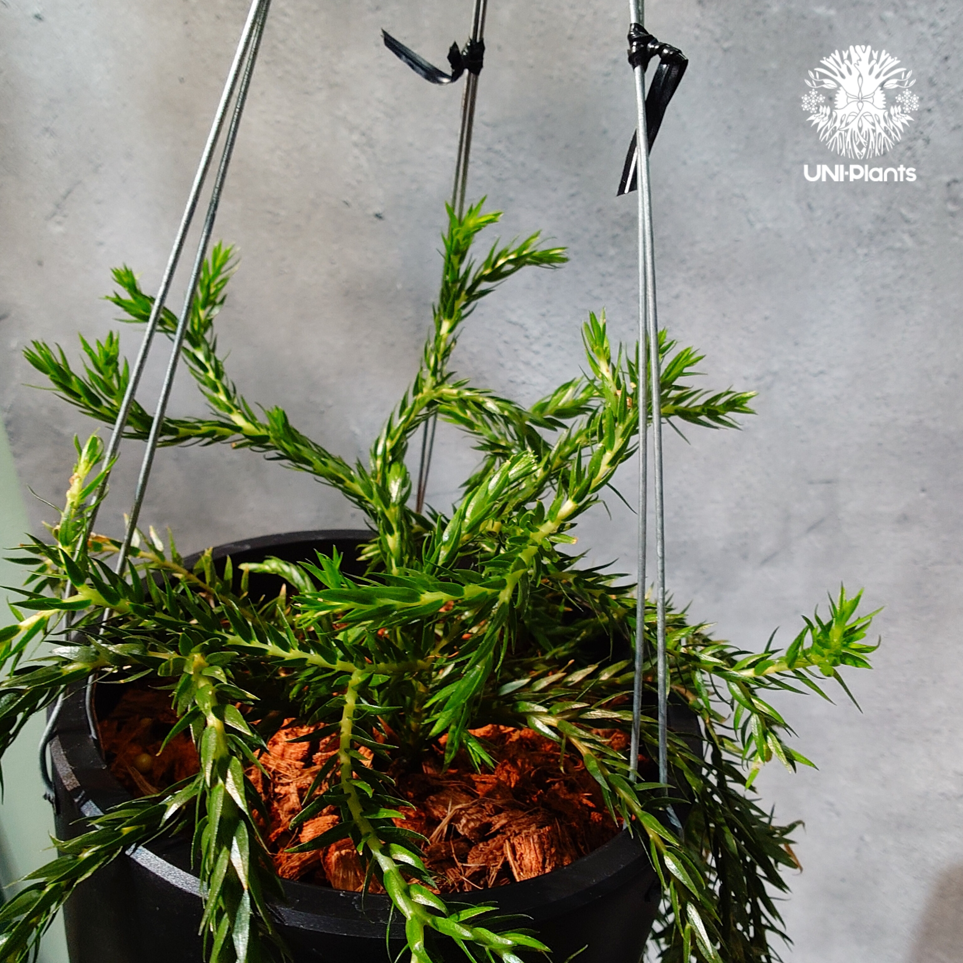 フペルジア　カリナータ　huperzia carinata タイ直輸入・現地選抜】Huperzia carinata dwarf｜フペルジア